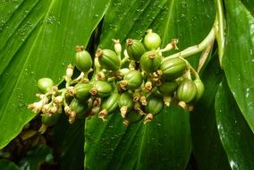 green coffee in rainforest close up