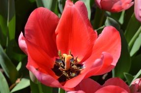 open red tulip on flower bed, top view