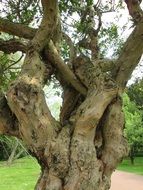 unusually binding tree in a park close-up, cologne park