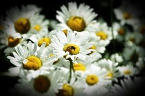 Close-up of the insects on beautiful white and yellow summer daisies
