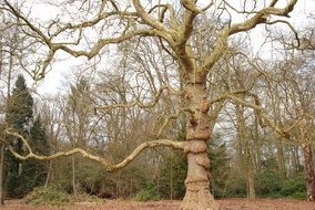 splendiferous Forest Tree