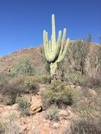 Big Green Cactus in Arizona desert