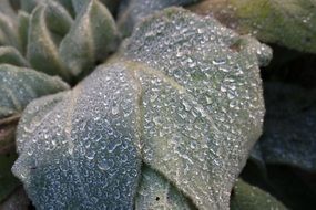 Drop Of Water on Green Leaves, close up
