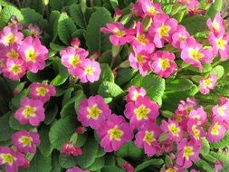 Close-up of the beautiful and colorful petunia flowers with green leaves blossoming in the spring