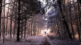 Snow Winter Forest path Landscape