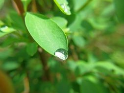 Dew Drop on edge of green Leaf