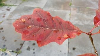 burgundy oak leaves in the colors of autumn