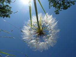 Egret Dandelion