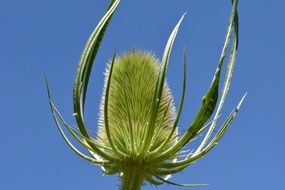 prickly wild teasel