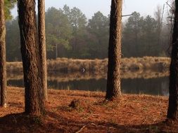 Trees by the South Carolina Pond
