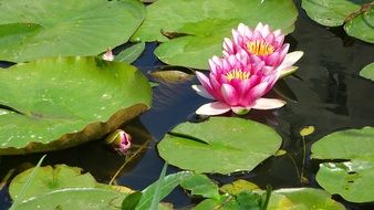 closeup view of pink water lily with green leaves on a pond