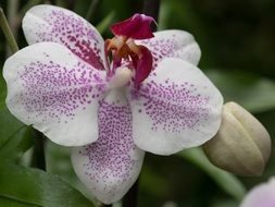 spotted delicate orchid