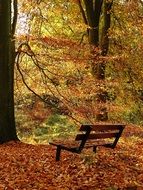 bench among colorful autumn foliage in a park