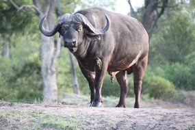 South Africa Nature