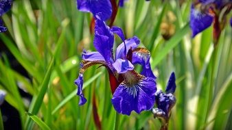 closeup picture of Purple Iris Blossoms and grass