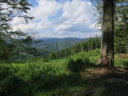 Landscape Picture of the natural forest