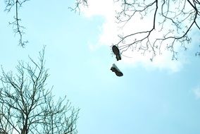 Boots on the branches of the tree and white clouds in the blue sky