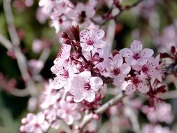 pink plum flowers in a country garden