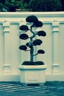 bonsai tree as decor