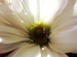 White Flower bloom macro recording