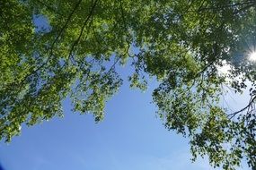 splendiferous Sachsa Birch trees in Nature