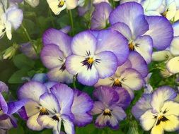 Flowers Pansies