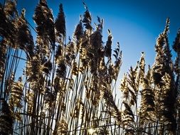 meadow of reed grass