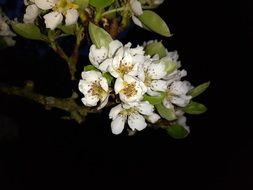 branch with cherry blossoms on a black background