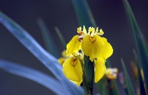 spring yellow iris on a background of dark green leaves