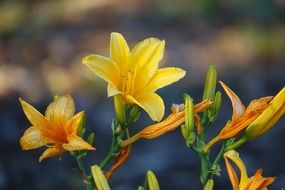 yellow lily flowers on a blurry background