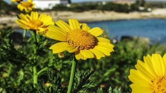 yellow arnica flowers on the beach, cyprus, ayia napa