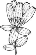 black-white graphic representation of a wild flower in detail