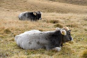 two cows on a pasture in the mountains