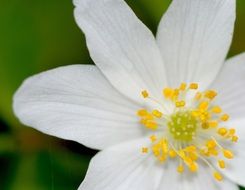 White Anemone flower