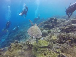 scuba diving with turtles