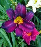 Purple Flower of Day Lily
