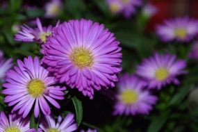 purple garden asters