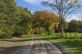 road near autumn trees