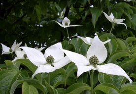 white flowers of flowering dogwood