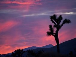 silhouettes of desert at sunset in california national park
