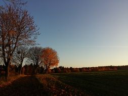 wide Trees in Autumn Landscape, germany
