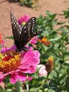 black butterfly on a pink flower