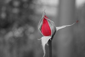 red rose in bud in monochrome image