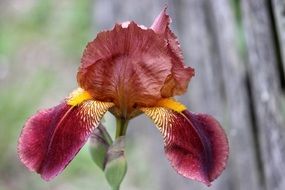 Red Iris Blossom flower close-up on blurred background