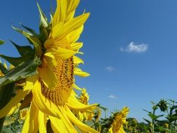 wallpaper with a large sunflower