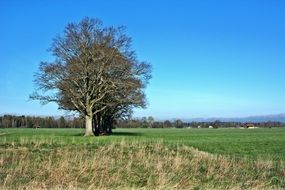 a group of trees in a green meadow in Upper Bavaria