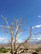 landscape of tree in Desert in California