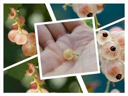 photo collage of currant berries