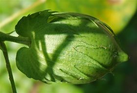 organic green cotton boll