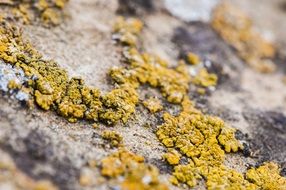 yellow moss on a stone close-up